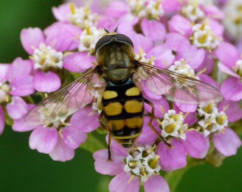 Eupeodes corollae
