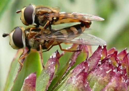 Eupeodes corollae