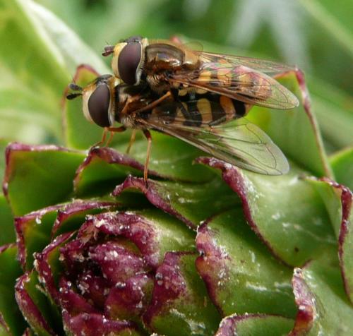 Eupeodes corollae