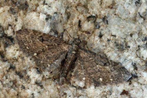 Réf. 40 216 : Eupithecia tripunctaria