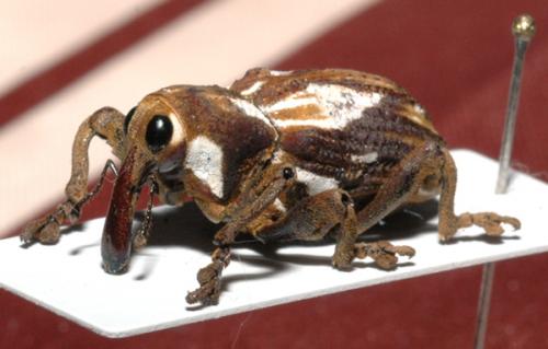 Cratosomus giuglarisi