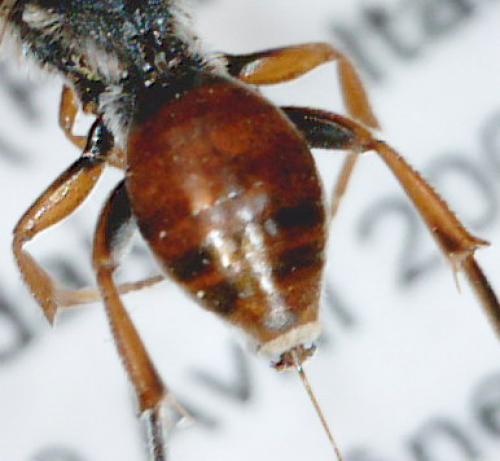Réf. 40 992 : Nomada femoralis