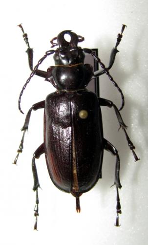 Réf. 40 107 : Notophysis johnstoni