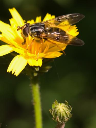 Ferdinandea cuprea