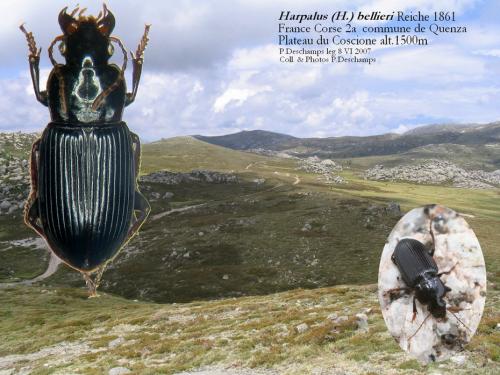 Réf. 40 684 : Harpalus bellieri
