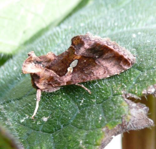 Réf. 40 861 : Chrysodeixis chalcites