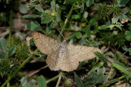 Réf. 40 923 : Isturgia sp.