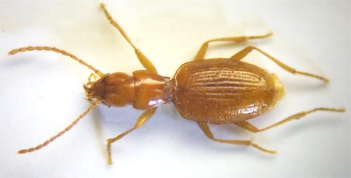 Réf. 40 003 : Geotrechus orpheus