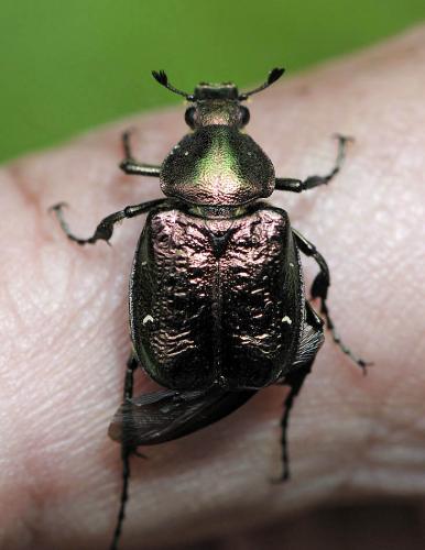 Gnorimus nobilis