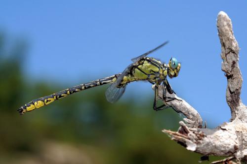 Gomphus graslinii
