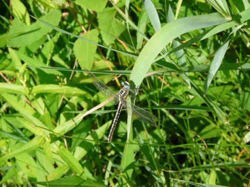 Gomphus graslinii