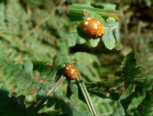 Calvia decemguttata