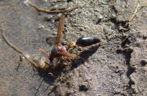 Delta fenestrale