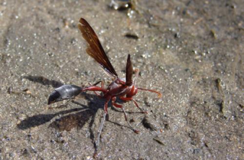Belonogaster juncea