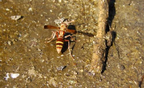 Réf. 40 255 : Polistes sp.