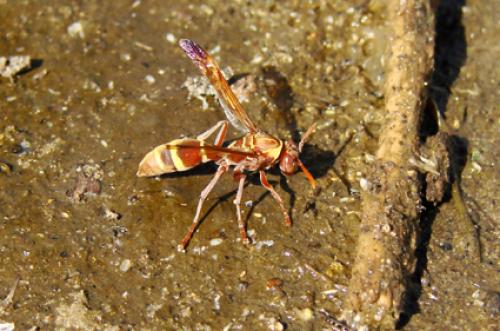 Polistes sp.
