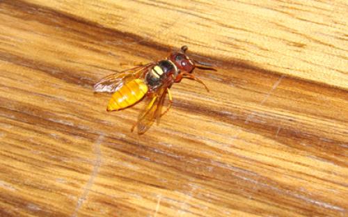 Philanthus sp.