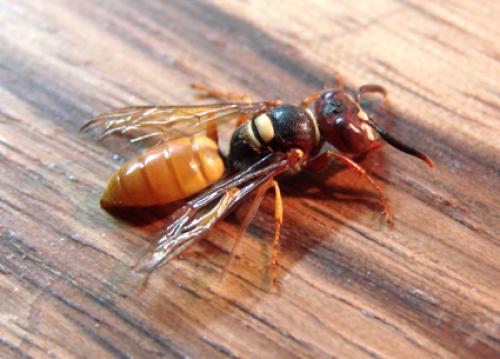 Philanthus sp.