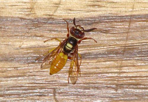 Philanthus sp.