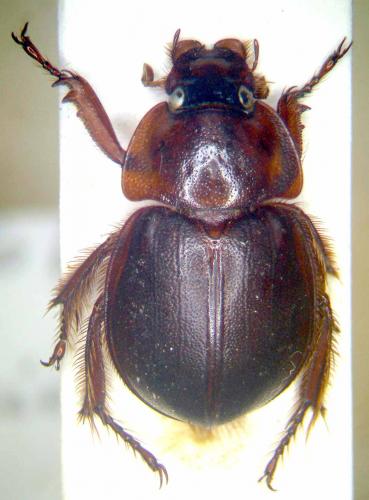 Phaeochrous gambiensis