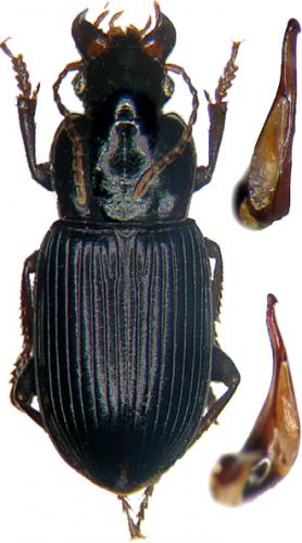 Harpalus bellieri