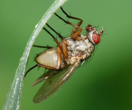 Helina sp.