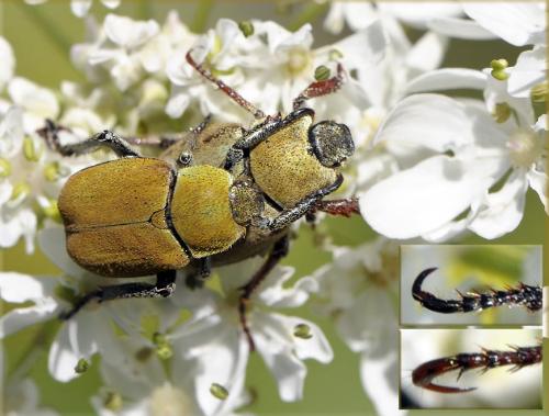 Réf. 40 316 : Hoplia argentea