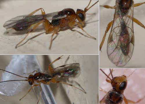 Réf. 40 585 : Mesochorinae inconnu