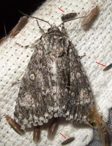 Ithytrichia sp.