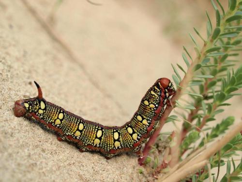 Hyles euphorbiae