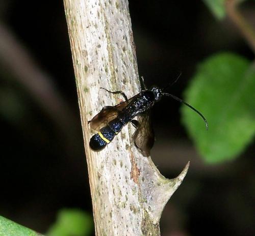 Metopius sp.