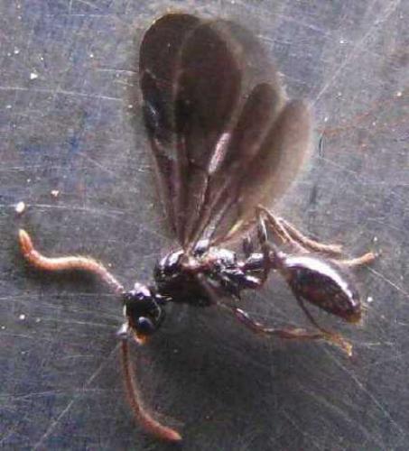 Myrmecina graminicola