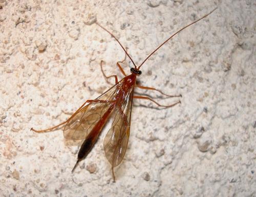 Réf. 40 040 : Netelia sp.