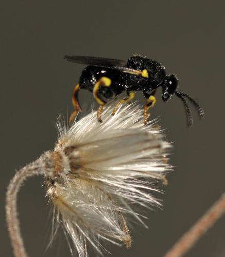 Brachymeria sp.