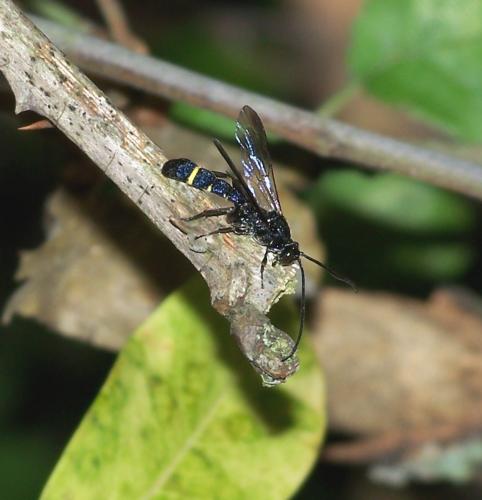 Metopius sp.