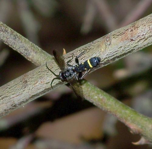 Metopius sp.