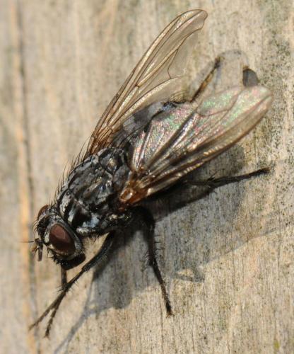 Réf. 40 209 : Polietes lardarius