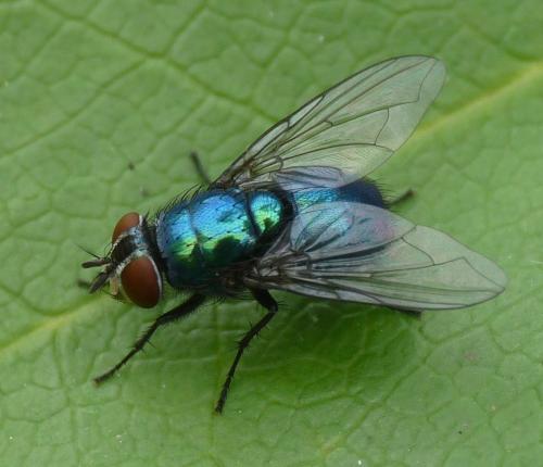 Lucilia sp.