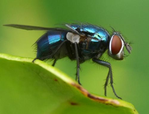Lucilia sp.