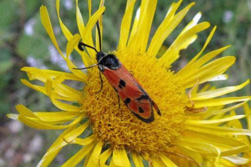 Réf. 40 555 : Zygaena hilaris