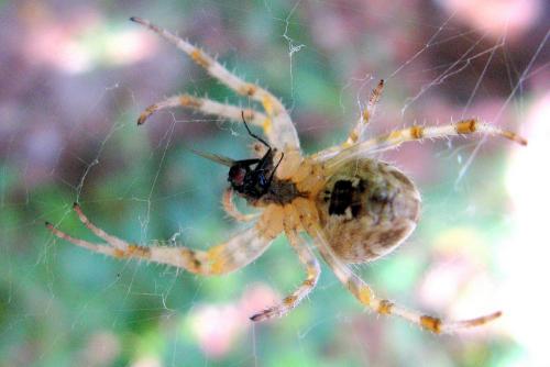 Araneus diadematus