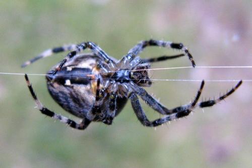 Araneus diadematus