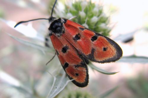 Zygaena hilaris
