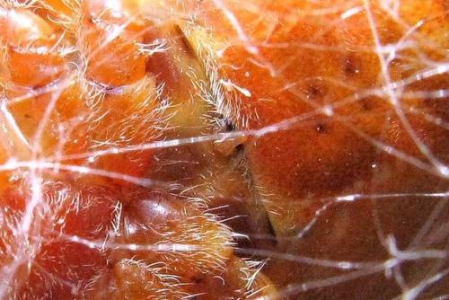 Réf. 40 064 : Araneus pallidus