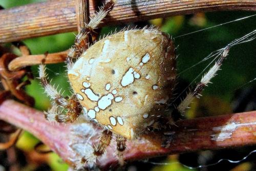Réf. 40 066 : Araneus pallidus