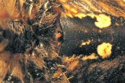 Réf. 40 065 : Araneus pallidus