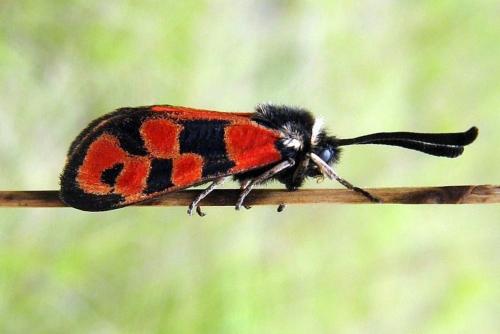 Zygaena hilaris