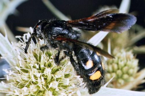 Réf. 40 546 : Scolia hortorum
