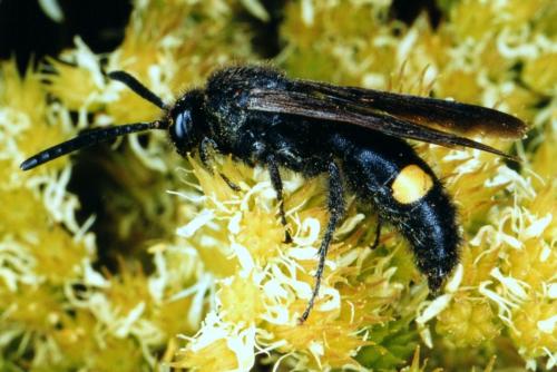 Réf. 40 545 : Scolia hortorum