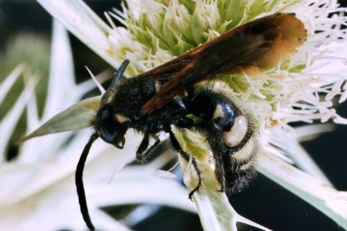 Réf. 40 656 : Scolia fuciformis